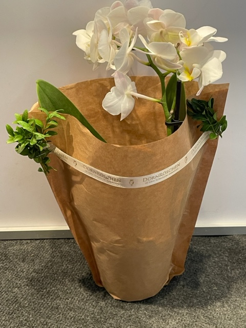 Schnittblumen- und Pflanzenhülle 40 x 30 x 12 cm 1000 Stück (Bellistöpfe, kleine Orchideen, u. v. m)